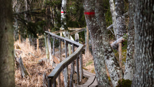 skog