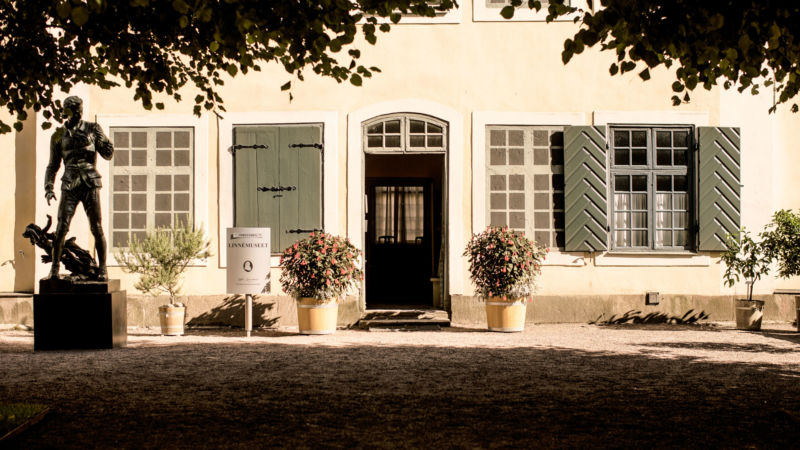 trädgård